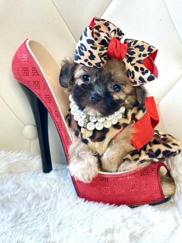 Sassy 🎀 – Shihpoo puppy for sale in Pearson, GA