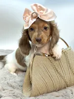 Going Home with Tee❤️, a female Miniature Dachshund for sale in Pearson, GA – 9 of 10