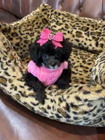 Tiny Toy Girl 🩷, a female Poodle - Toy  for sale in Pearson, GA – 2 of 10