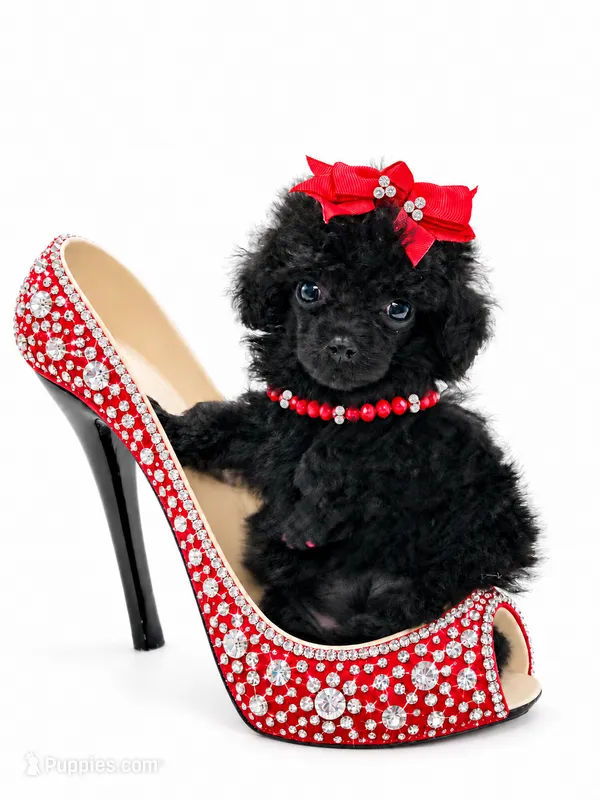 XX Tiny Anna Belle  – Poodle - Toy  puppy for sale in Pearson, GA