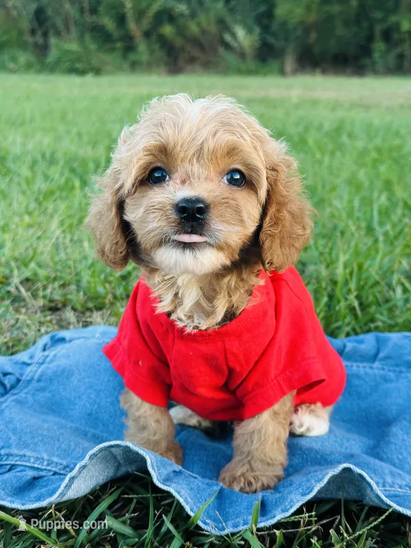 Bentley 💙 – Cavapoo puppy for sale in Pearson, GA