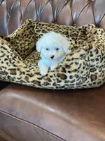 Snowball 💙, a male Poodle - Toy  and Toy Australian Shepherd for sale in Pearson, GA – 7 of 10
