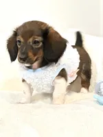 Bentley Boy 💙, a male Miniature Dachshund for sale in Pearson, GA – Photo 2 of 5