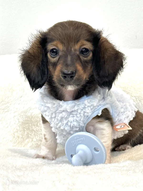 Bentley Boy 💙 – Miniature Dachshund puppy for sale in Pearson, GA