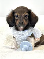Bentley Boy 💙, a male Miniature Dachshund for sale in Pearson, GA – Photo 1 of 5