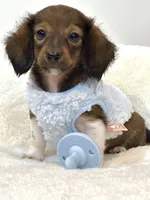 Bentley Boy 💙, a male Miniature Dachshund for sale in Pearson, GA – Photo 3 of 5