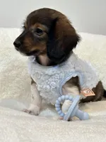 Bentley Boy 💙, a male Miniature Dachshund for sale in Pearson, GA – Photo 4 of 5