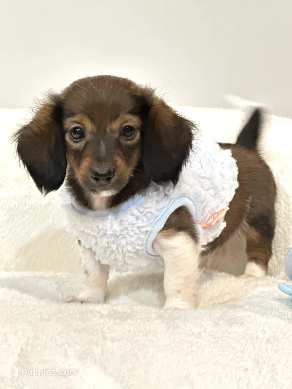 Bentley Boy 💙 – Miniature Dachshund puppy for sale in Pearson, GA