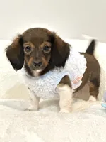 Bentley Boy 💙, a male Miniature Dachshund for sale in Pearson, GA – Photo 5 of 5