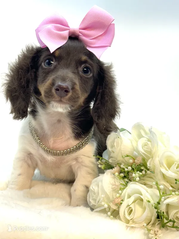 Chocolate and White Girl 🩷 – Miniature Dachshund puppy for sale in Pearson, GA