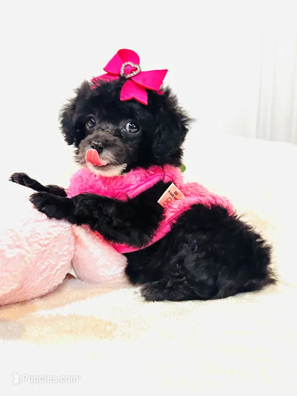 Tiny Toy Girl 🩷 – Poodle - Toy  puppy for sale in Pearson, GA