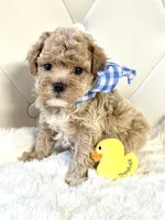 Teddy 💙, a male Maltipoo for sale in Pearson, GA – 1 of 5