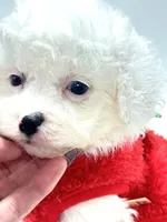 Snowball 💙, a male Poodle - Toy  and Toy Australian Shepherd for sale in Pearson, GA – 10 of 10