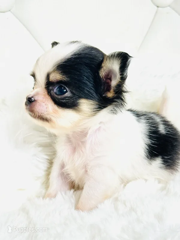 Micro Tiny girl 🎀 – Chihuahua puppy for sale in Pearson, GA