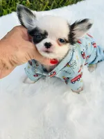 Going home with Michael and wife . , a male Chihuahua for sale in Pearson, GA – 2 of 10