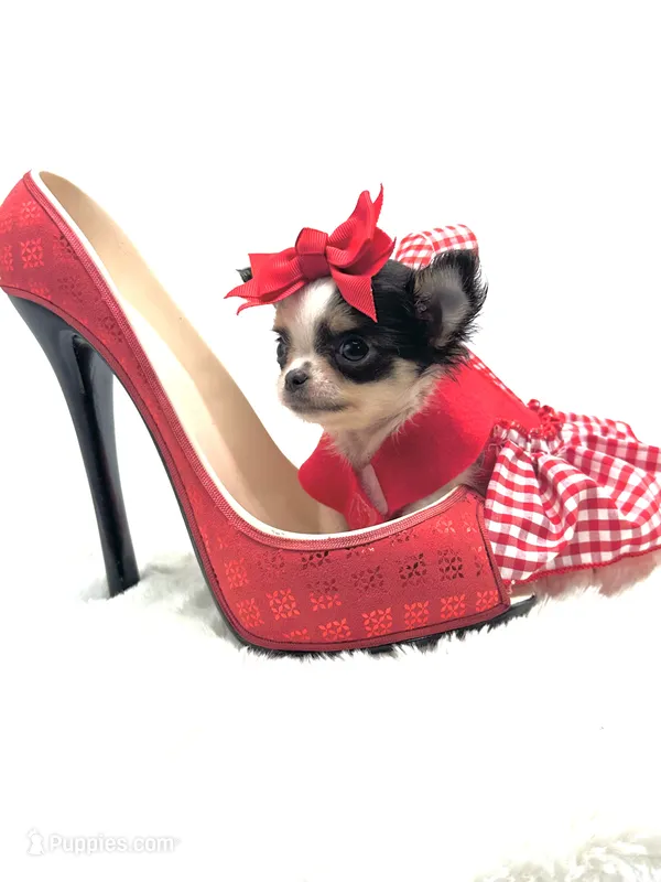 Micro Tiny girl 🎀 – Chihuahua puppy for sale in Pearson, GA