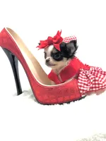 Going home to Kansas 🩷, a female Chihuahua for sale in Pearson, GA – 5 of 10
