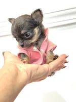 Going Home with LuLu 🩷, a female Chihuahua for sale in Pearson, GA – 2 of 7