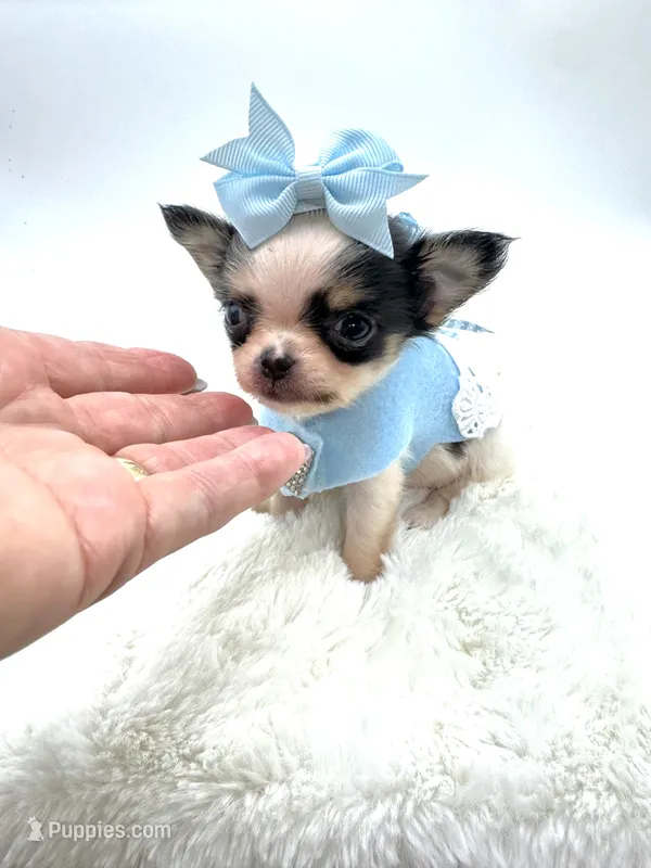 Micro Tiny girl 🎀 – Chihuahua puppy for sale in Pearson, GA