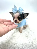 Micro Tiny girl 🎀, a female Chihuahua for sale in Pearson, GA – 4 of 10