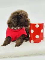 Teddy 🤎, a male Poodle - Toy  and Miniature Aussiedoodle for sale in Pearson, GA – 6 of 7