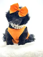 Tiny Paisley 🩷, a female Poodle - Toy  for sale in Pearson, GA – 6 of 10