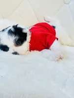 Baby Boy Bentley 💙, a male Shihpoo for sale in Pearson, GA – 2 of 4