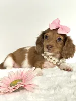 Bella Ray 🩷, a female Miniature Dachshund for sale in Pearson, GA – 2 of 10