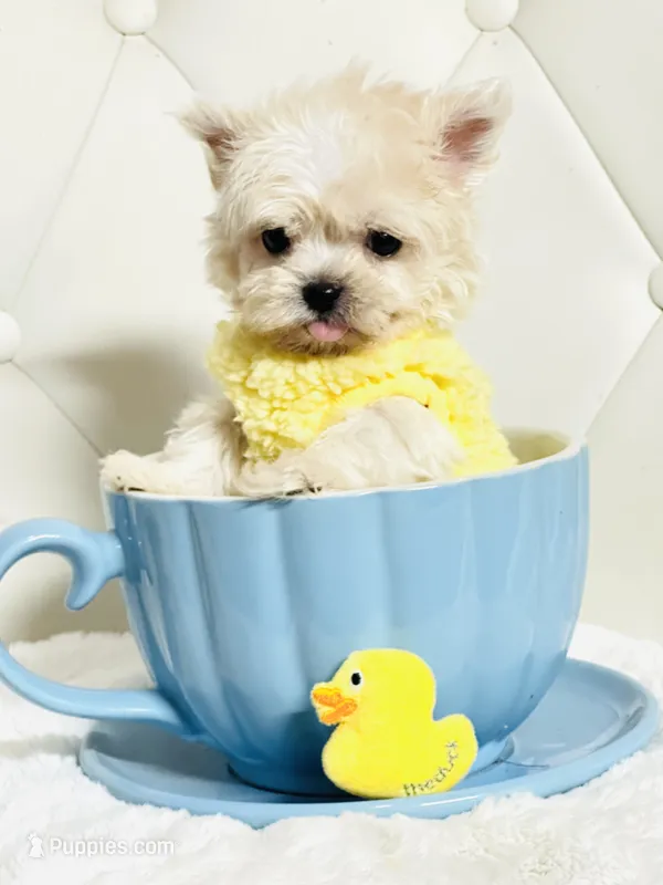 Harper 💙 – Shihpoo puppy for sale in Pearson, GA