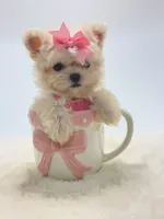 Super Tiny Girl 🎀, a female Shihpoo for sale in Pearson, GA – 2 of 8