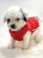 Blue Merle Boy 💙, a male Poodle - Toy  and Toy Australian Shepherd for sale in Pearson, GA – 3 of 6