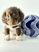 chocolate Boy 🍫, a male Miniature Dachshund for sale in Pearson, GA – Photo 3 of 5