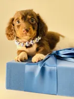 chocolate Boy 🍫, a male Miniature Dachshund for sale in Pearson, GA – Photo 5 of 5