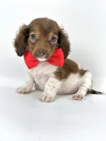 Bailey Boy , a male Miniature Dachshund for sale in Pearson, GA – Photo 5 of 7