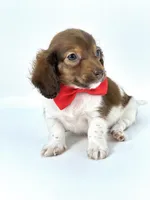 Bailey Boy , a male Miniature Dachshund for sale in Pearson, GA – Photo 3 of 7