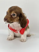 Bailey Boy , a male Miniature Dachshund for sale in Pearson, GA – Photo 6 of 7