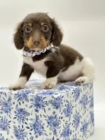 chocolate Boy 🍫, a male Miniature Dachshund for sale in Pearson, GA – Photo 2 of 5