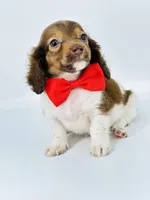 Bailey Boy , a male Miniature Dachshund for sale in Pearson, GA – Photo 1 of 7