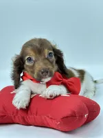 Bailey Boy , a male Miniature Dachshund for sale in Pearson, GA – Photo 7 of 7