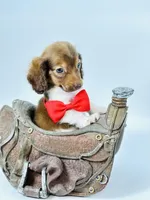 Bailey Boy , a male Miniature Dachshund for sale in Pearson, GA – Photo 2 of 7