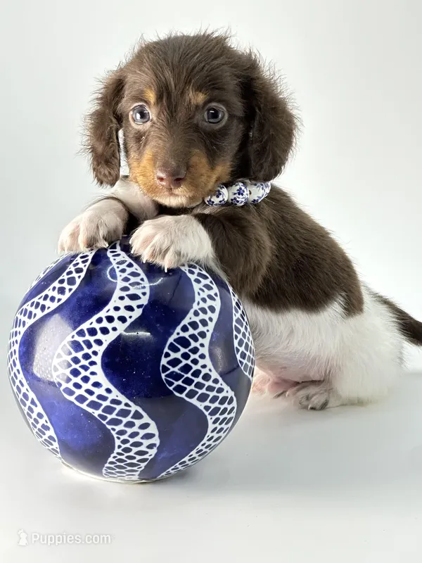 chocolate Boy 🍫, a male Miniature Dachshund for sale in Pearson, GA – Photo 1 of 5