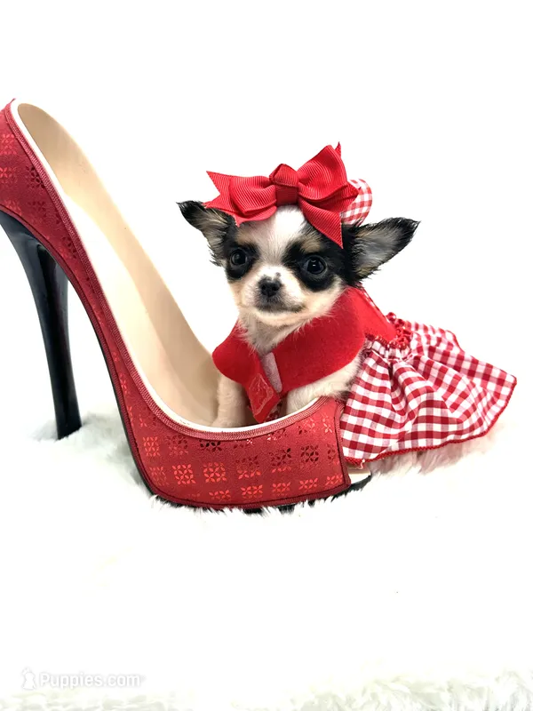 Micro Tiny girl 🎀 – Chihuahua puppy for sale in Pearson, GA