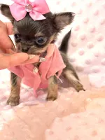 Going Home with LuLu 🩷, a female Chihuahua for sale in Pearson, GA – 4 of 7