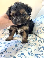 Going home with Becca ❤️, a male Yorkipoo for sale in Pearson, GA – Photo 6 of 7