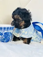 Going home with Becca ❤️, a male Yorkipoo for sale in Pearson, GA – Photo 3 of 7