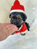 Going home with Becca ❤️, a male Yorkipoo for sale in Pearson, GA – Photo 2 of 7