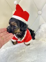 Going home with Becca ❤️, a male Yorkipoo for sale in Pearson, GA – Photo 7 of 7