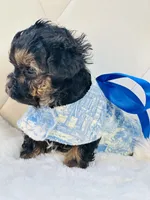 Going home with Becca ❤️, a male Yorkipoo for sale in Pearson, GA – Photo 5 of 7