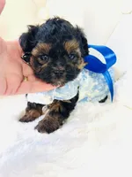 Going home with Becca ❤️, a male Yorkipoo for sale in Pearson, GA – Photo 1 of 7