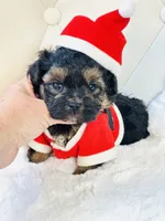 Going home with Becca ❤️, a male Yorkipoo for sale in Pearson, GA – Photo 4 of 7